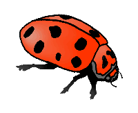 Adult Ladybug!